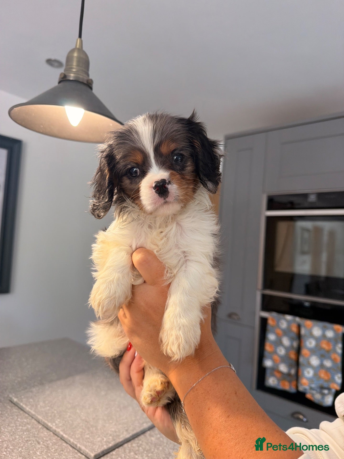 Cavalier King Charles Spaniel dogs Stunning cavalier King Charles spaniel puppies  - Advert 1