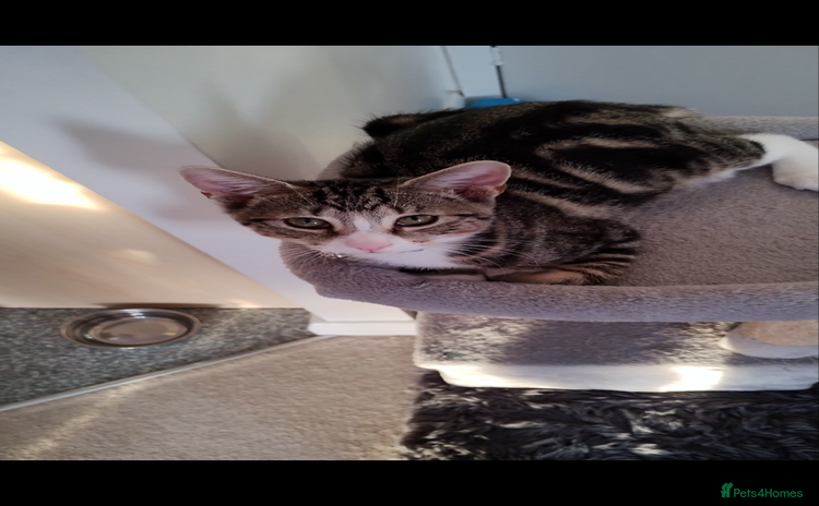 British Shorthair cats - Advert 2