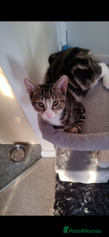 British Shorthair cats - Advert 2