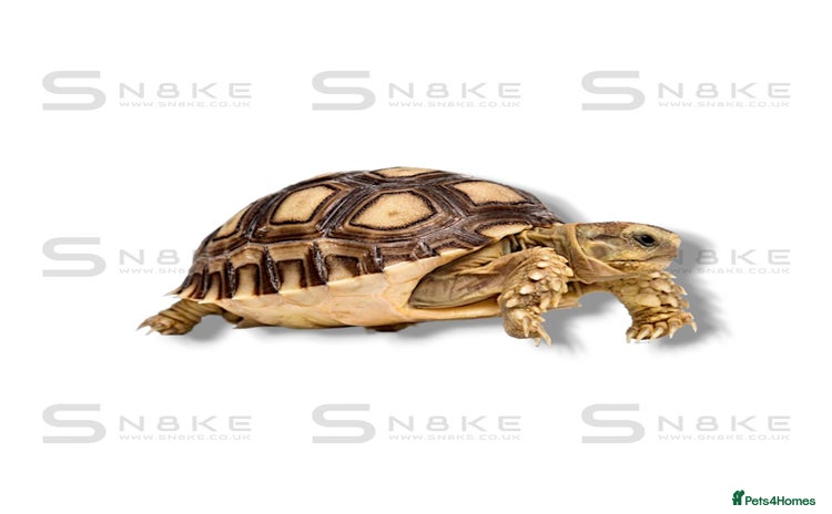 Tortoise reptiles - Advert 2