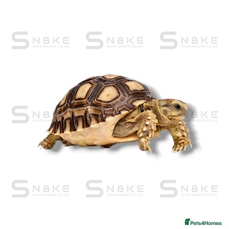 Tortoise reptiles - Advert 2