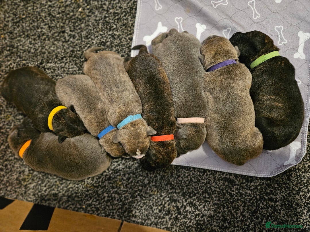 Mixed Breed dogs for sale: 8 Puppies - 3/4 blue staff 1/4 whipit  in Cradley Heath - Image 20