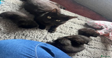Mixed Breed cats - Advert 12