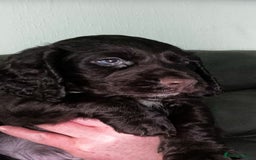 Cocker Spaniel dogs for sale:   KC Registered cocker spaniel 🐾🐾🐾🐾🐾🐾🐾🐾 - Image 19