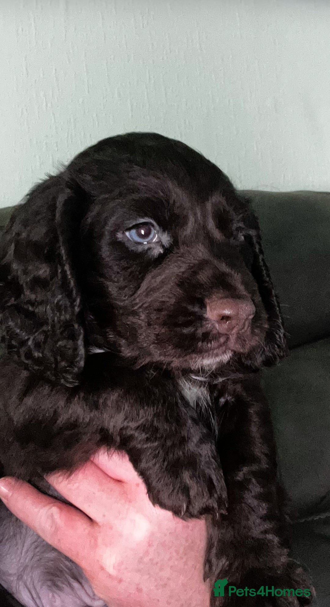 Cocker Spaniel dogs for sale:   KC Registered cocker spaniel 🐾🐾🐾🐾🐾🐾🐾🐾 - Image 19