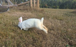 New Zealand rabbits for sale: 🐰 New Zealand White Rabbits – Friendly, Healthy🐰 - Image 26