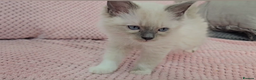 Ragdoll cats for sale: Ragdoll kittens boys Blue point Mitted - Advert 5