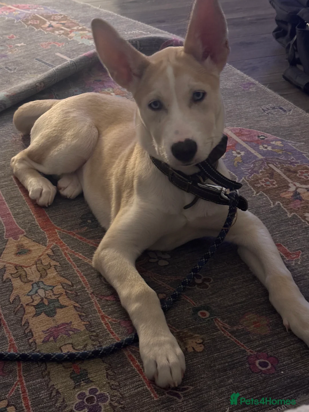 Mixed Breed dogs for sale: Meet Nala - Advert 6