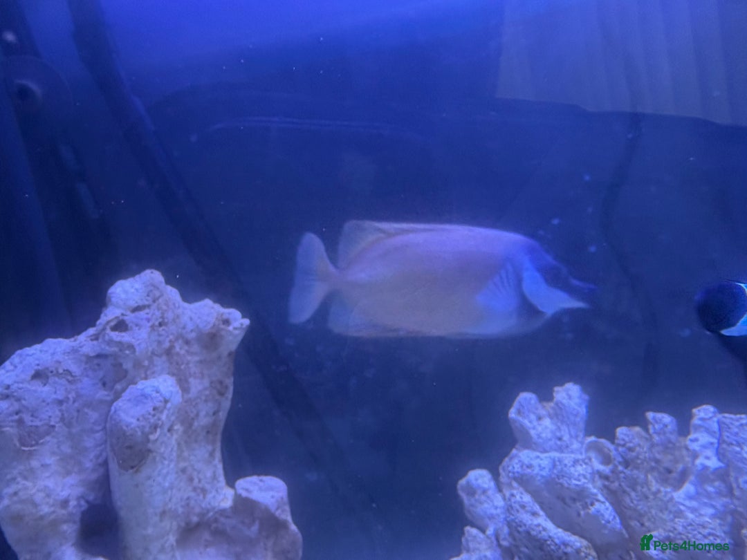 Other/Mixed Breed fish for sale: Foxface rabbit fish - Image 3