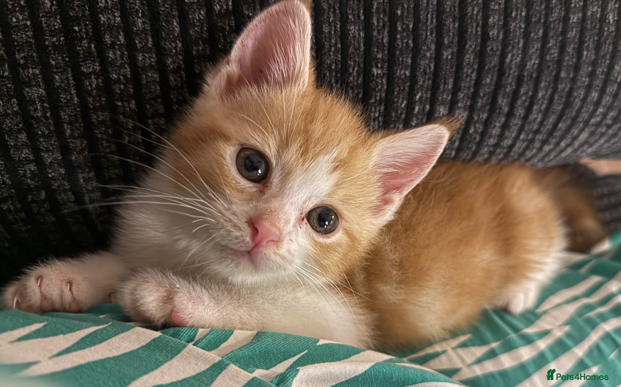 Mixed Breed cats Last beautiful ginger boy left  - Advert 15