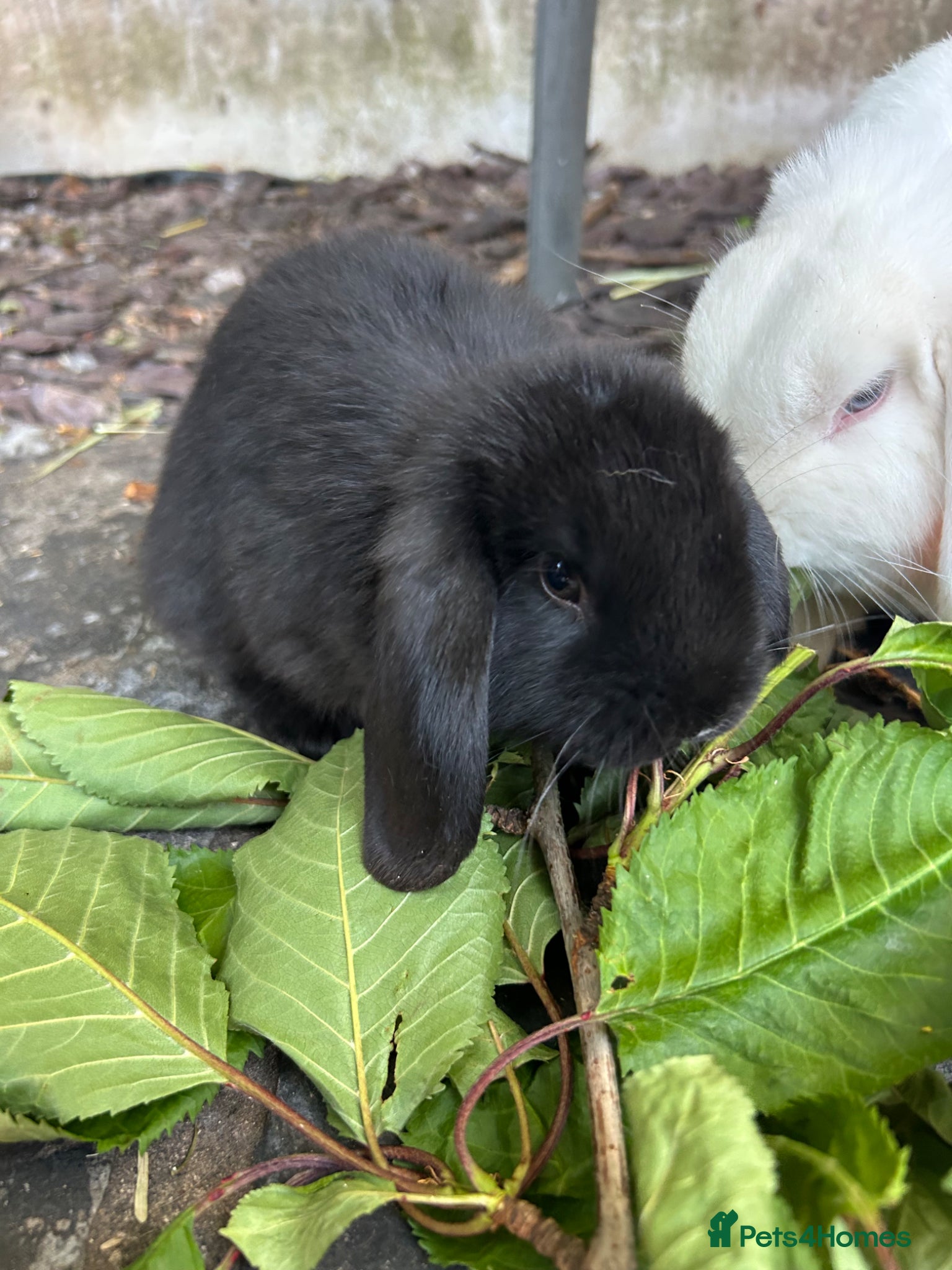 Mini Lop rabbits Gorgeous Mini Lop Babies various colours  - Advert 1