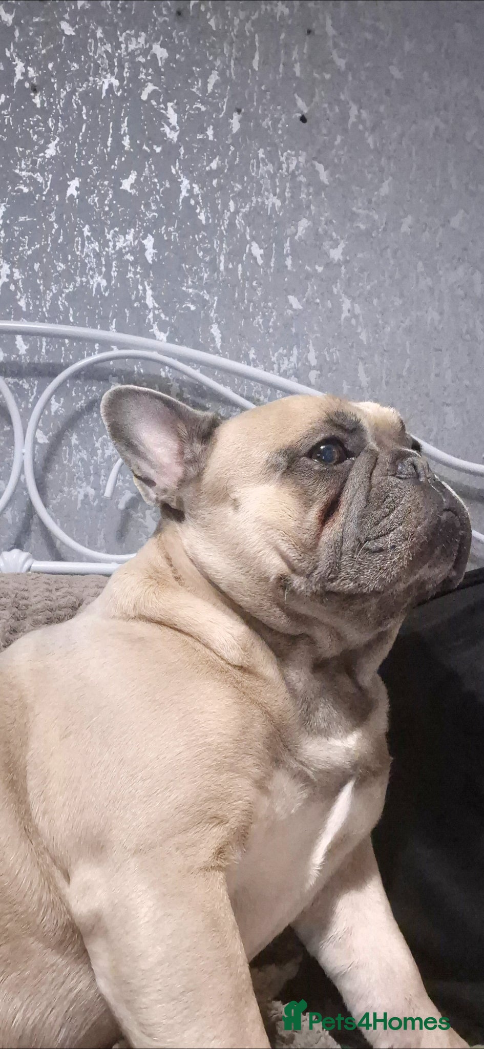 French Bulldog dogs French Bulldog in need of a new forever home... - Advert 7