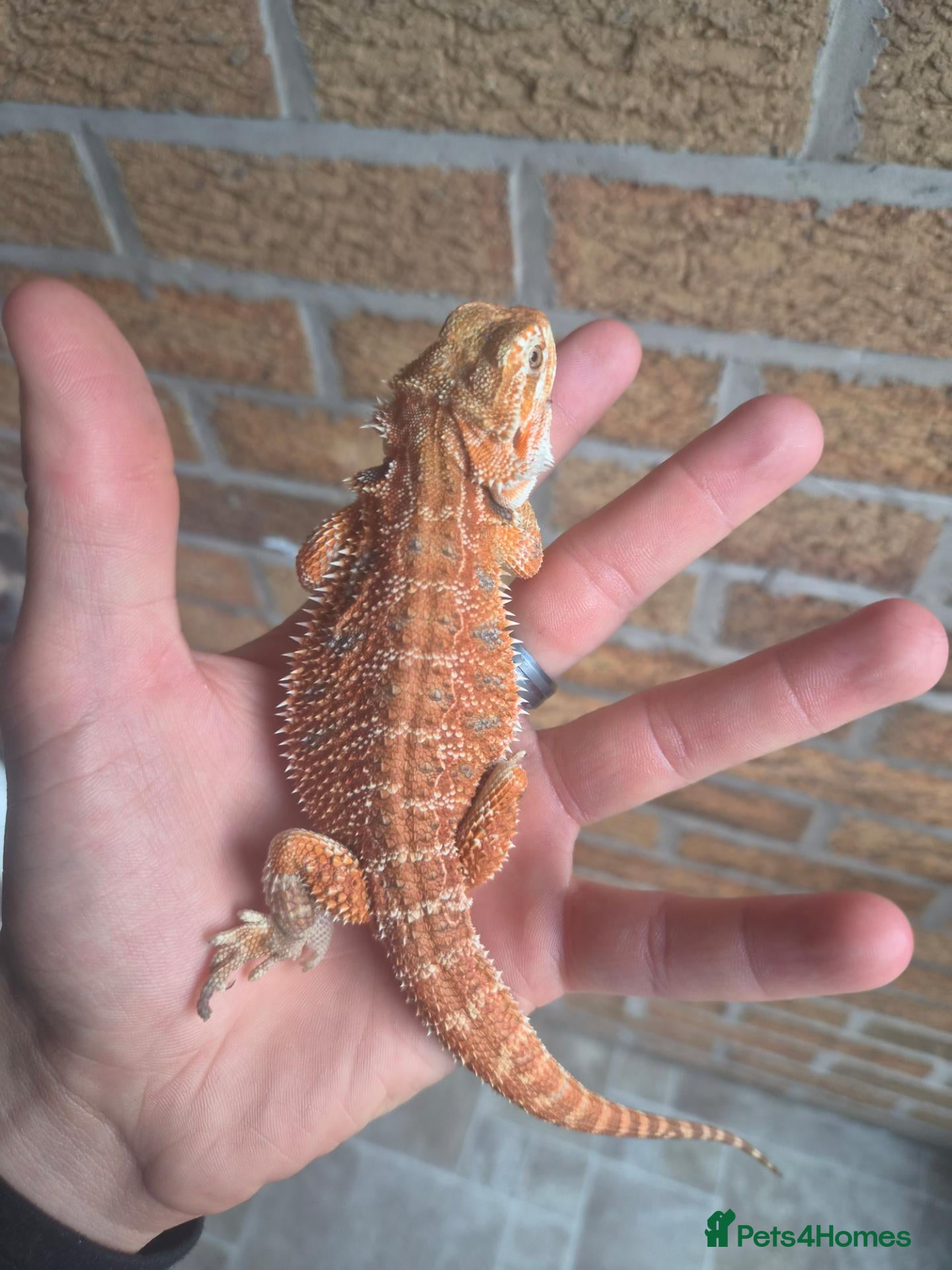 Bearded Dragon reptiles 2 Bearded dragons  - Advert 1
