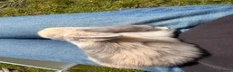 Mini Lop rabbits for sale: Adorable mini lops 💖🩵 - Advert 8