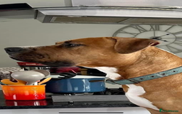 Mixed Breed dogs for sale: American Bulldog Mix - Image 5