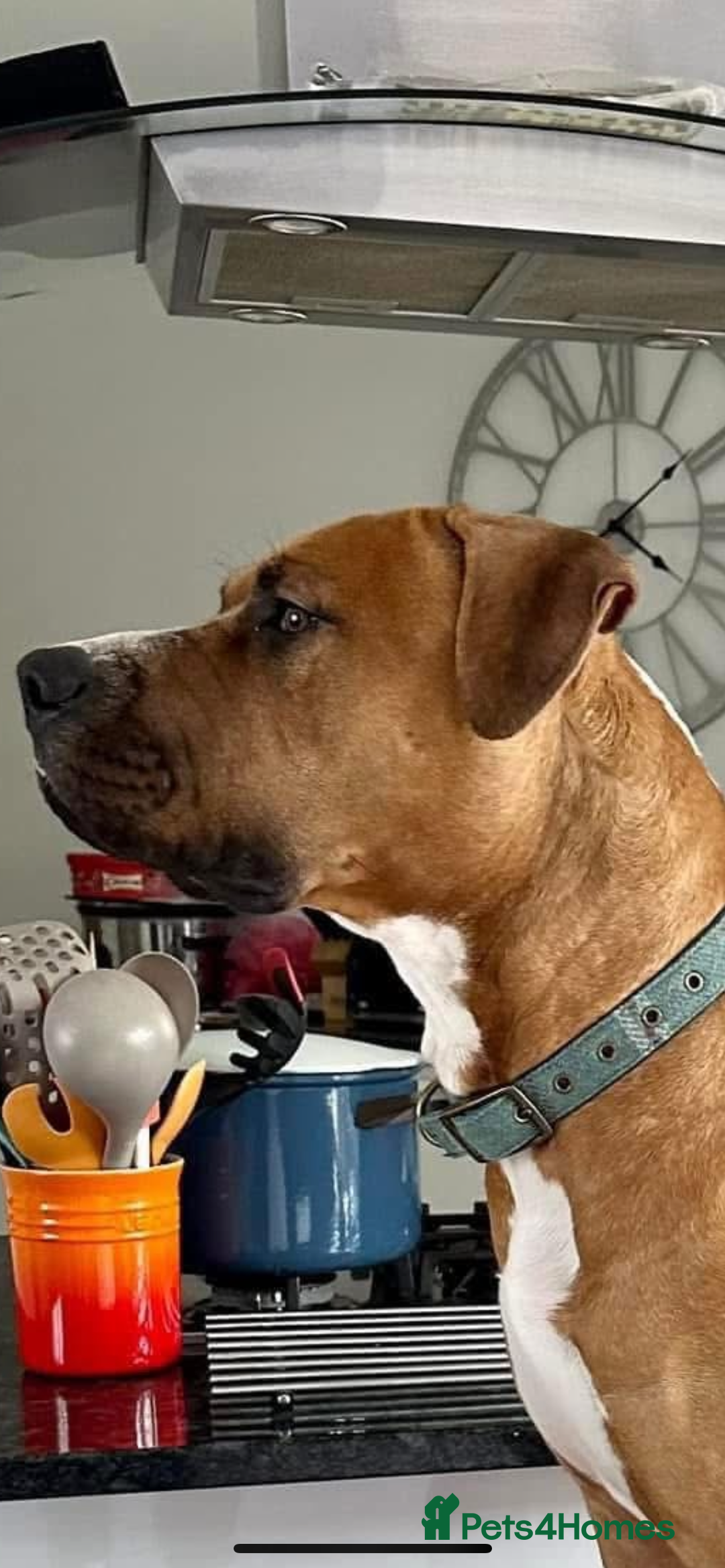 Mixed Breed dogs for sale: American Bulldog Mix - Image 5