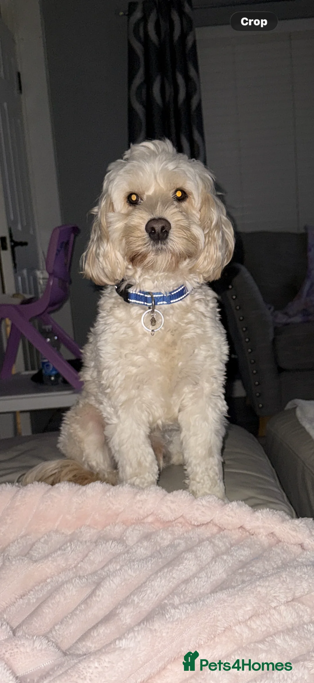 Cockapoo dogs for stud: Cockapoo for stud in Belfast - Advert 2