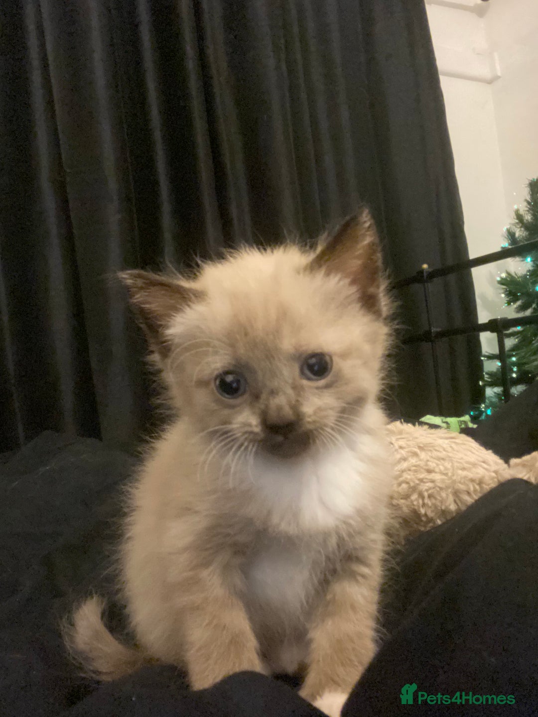 Mixed Breed cats for sale: Sphynx cross kittens  - Advert 4