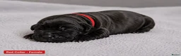Cane Corso dogs for sale: 🐾 European Champion Bloodline Cane Corso Puppies - Advert 3
