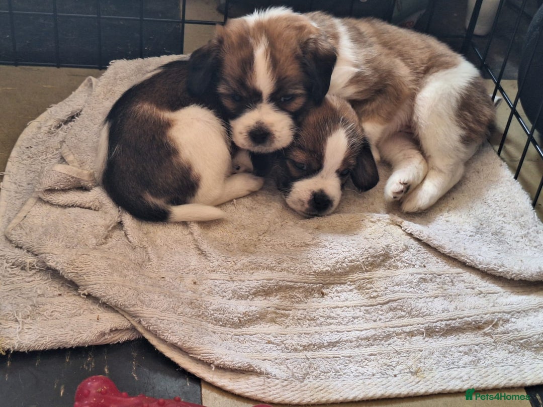Mixed Breed dogs for sale: Last male pup left. Ready now - Image 2
