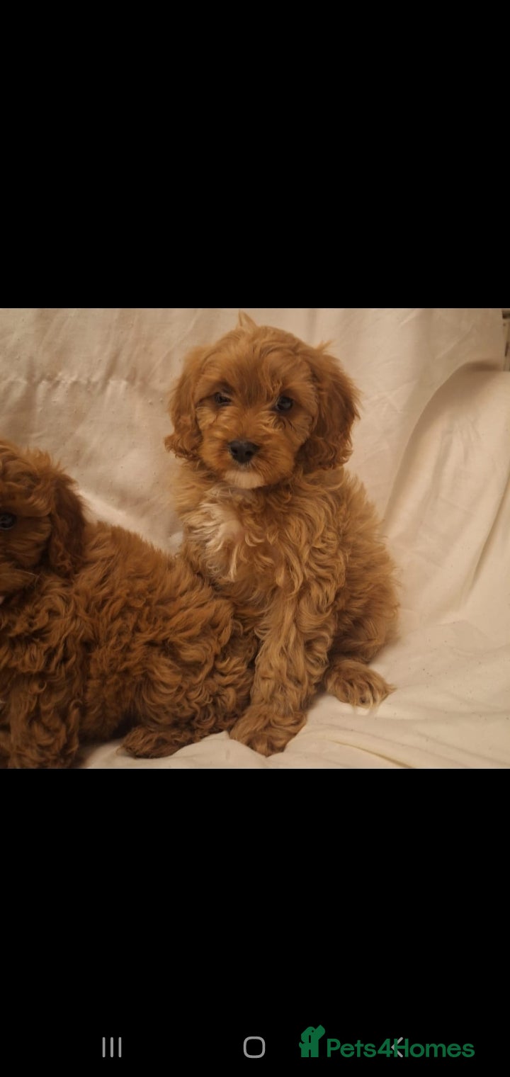 Cavapoo dogs Exceptional F1 Cavapoo's, health tested parents  - Advert 1