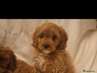 Cavapoo dogs Exceptional F1 Cavapoo's, health tested parents - Advert 1