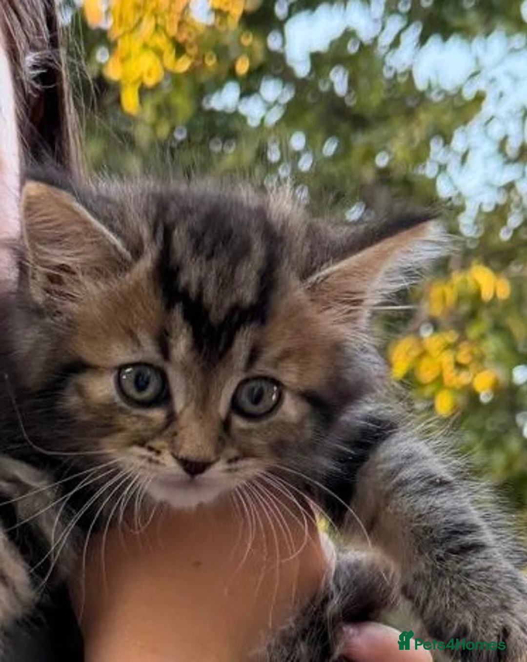 Mixed Breed cats for sale: Turkish Agura mix kitten  - Advert 13
