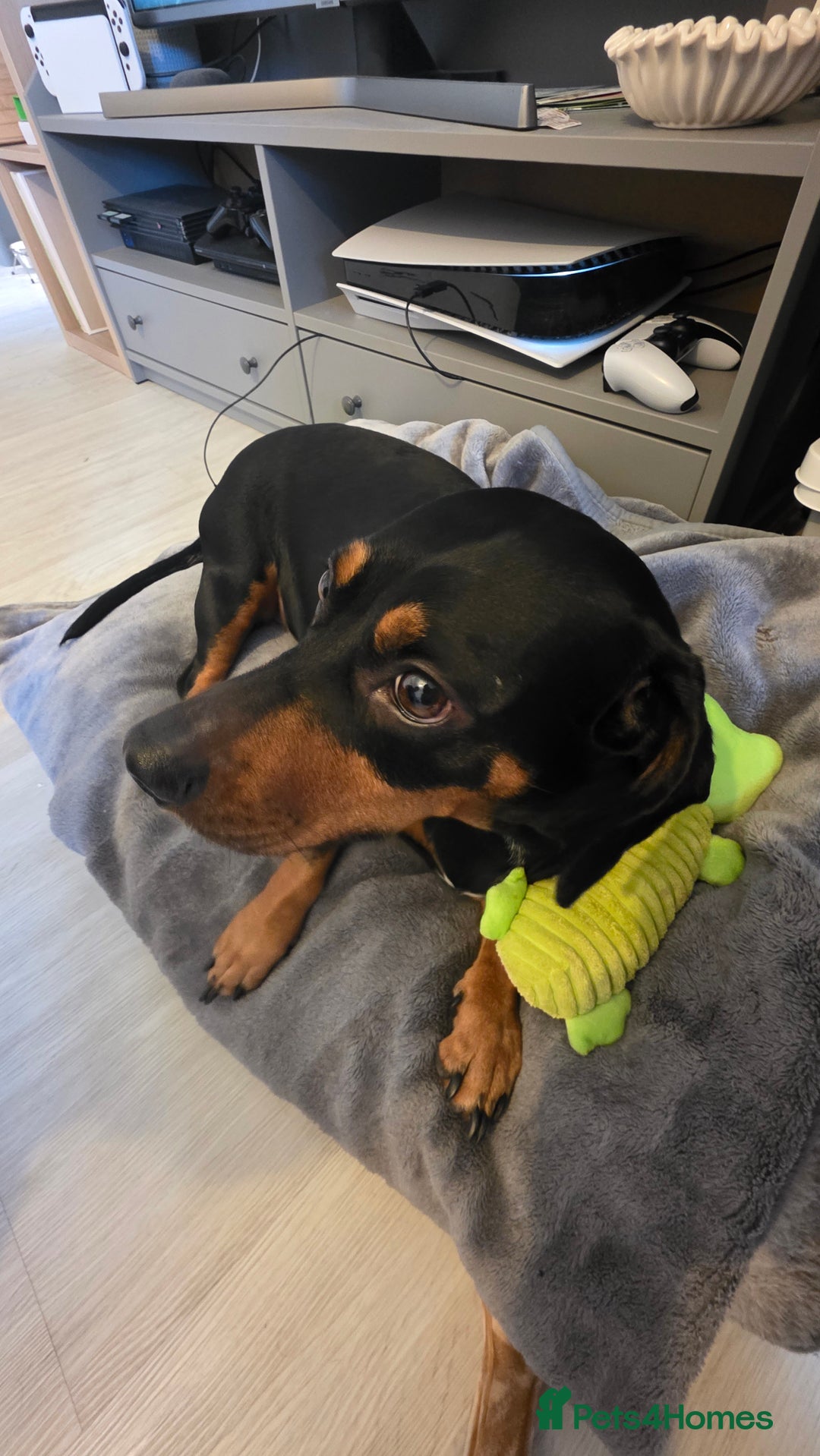 Mixed Breed dogs for sale: Roxy looking for her forever home.  - Image 3