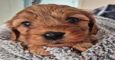 Cavapoo dogs - Advert 5