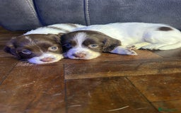 English Springer Spaniel dogs for sale: English springer spaniel puppies for sale - Image 1