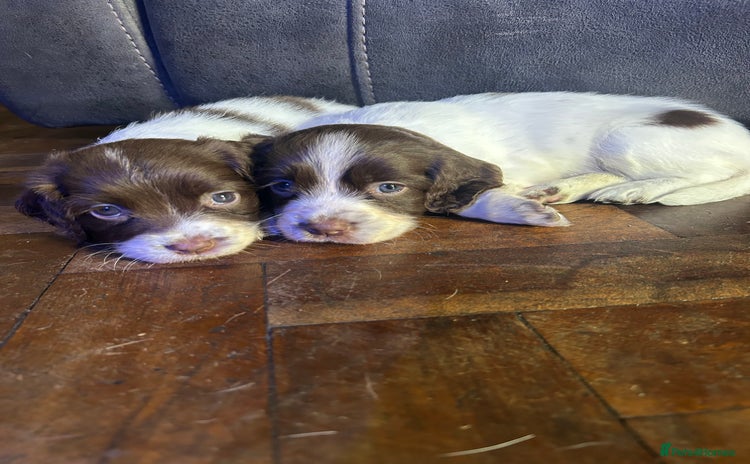 English Springer Spaniel dogs - Advert 6
