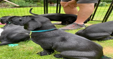 Labrador Retriever dogs - Advert 15