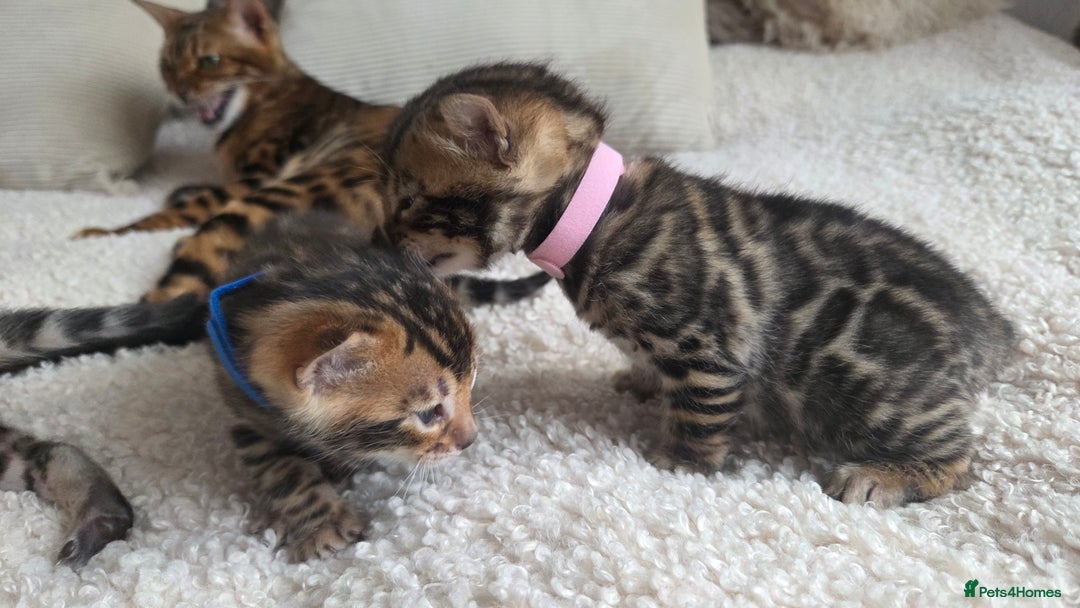Bengal cats for sale: Georges Tica registered Bengal kittens  - Advert 9
