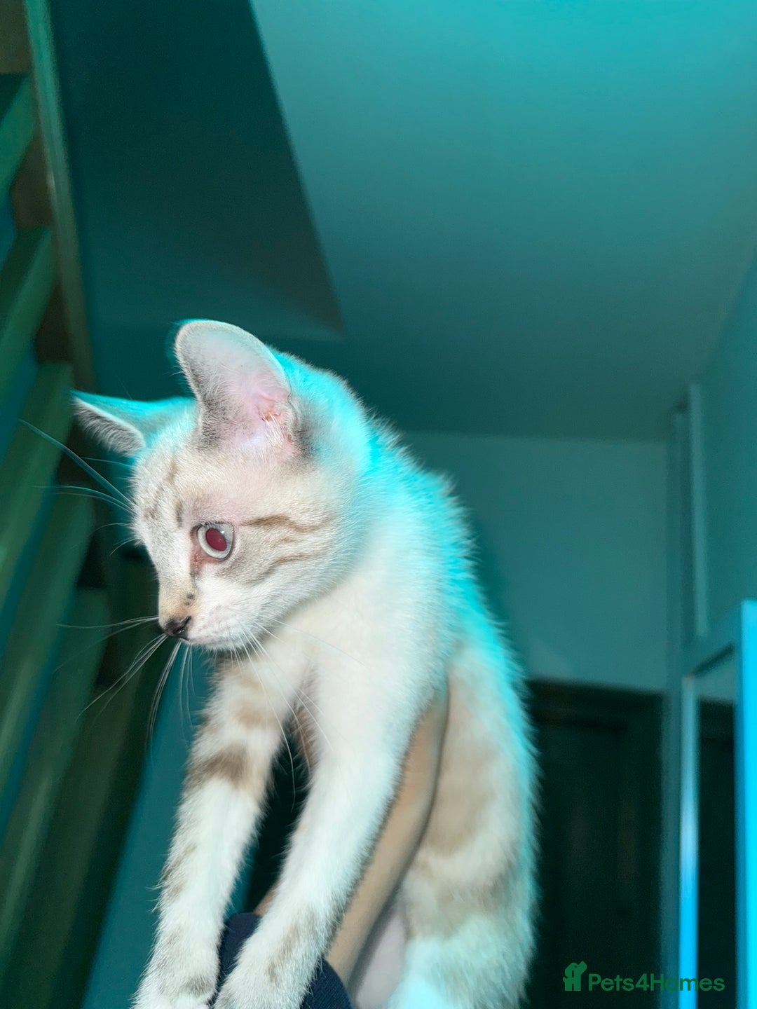 Bengal cats for sale: Bengal x American short hair mix - Image 7