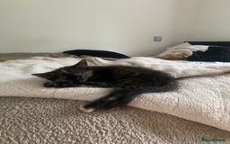 Domestic Shorthair cats for sale: beautiful tortie baby just over 8 weeks  - Image 2