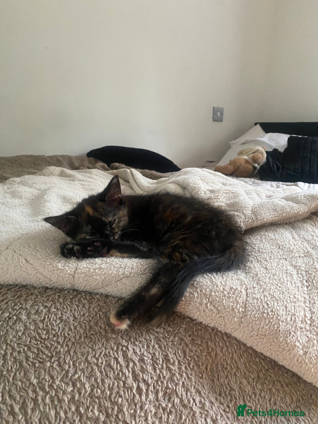 Domestic Shorthair cats for sale: beautiful tortie baby just over 8 weeks  - Image 2