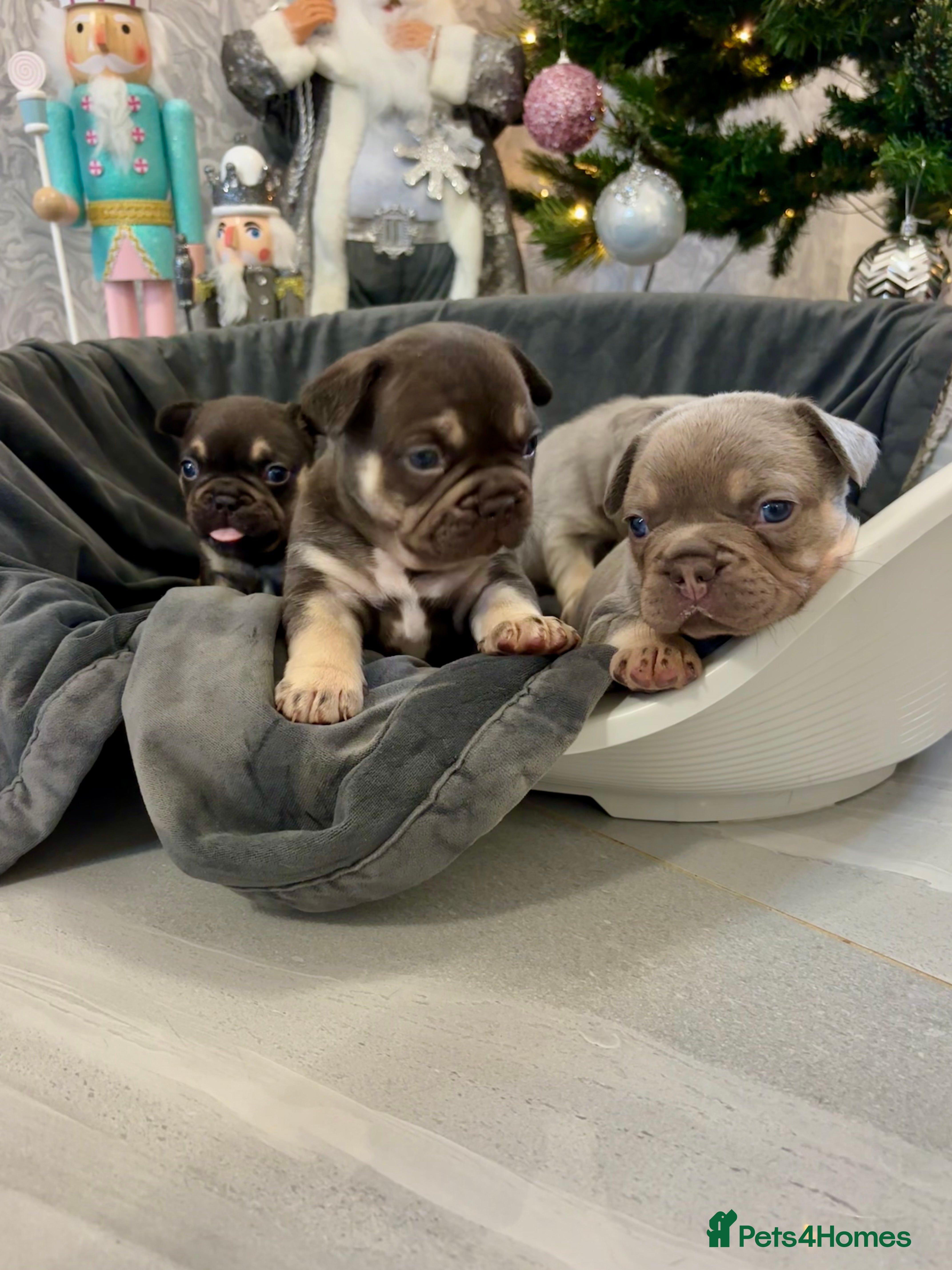 French Bulldog dogs 🤎🐻 Beautiful Quality Baby Dogs 🐻🤎 - Advert 3