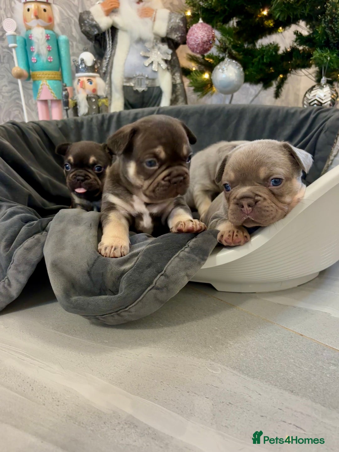 French Bulldog dogs for sale: 🤎🐻 Beautiful Quality Baby Dogs 🐻🤎 - Advert 2