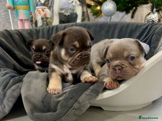 French Bulldog dogs 🤎🐻 Beautiful Quality Baby Dogs 🐻🤎 - Advert 17