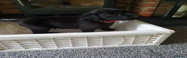 Labrador Retriever 4