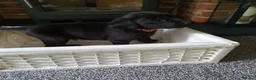 Labrador Retriever dogs for sale: WORKING BLACK LABRADOR PUPPIES-DRAKESHEAD LINE - Advert 21