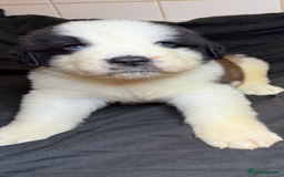 Saint Bernard dogs for sale: Saint Bernard puppies  - Image 5