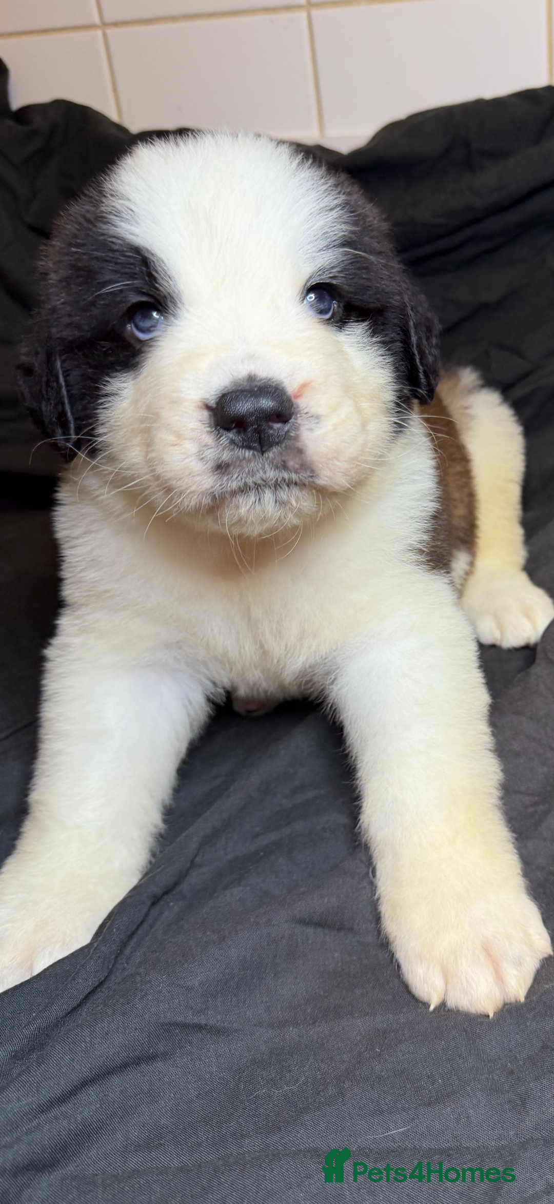 Saint Bernard dogs for sale: Saint Bernard puppies  - Image 5