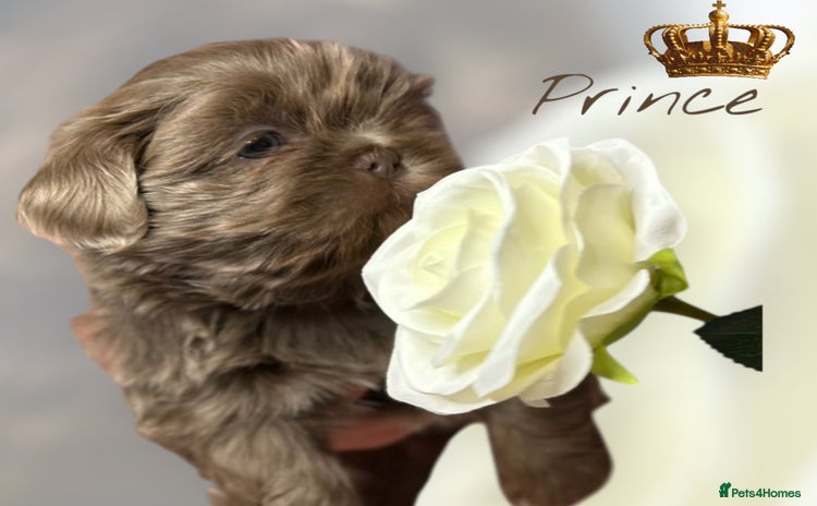 Shih Tzu dogs - Advert 1