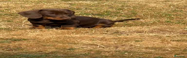 Dachshund 1