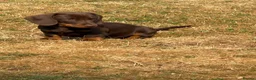 Dachshund dogs for sale: 3 Gorgeous puppies available  - Advert 2