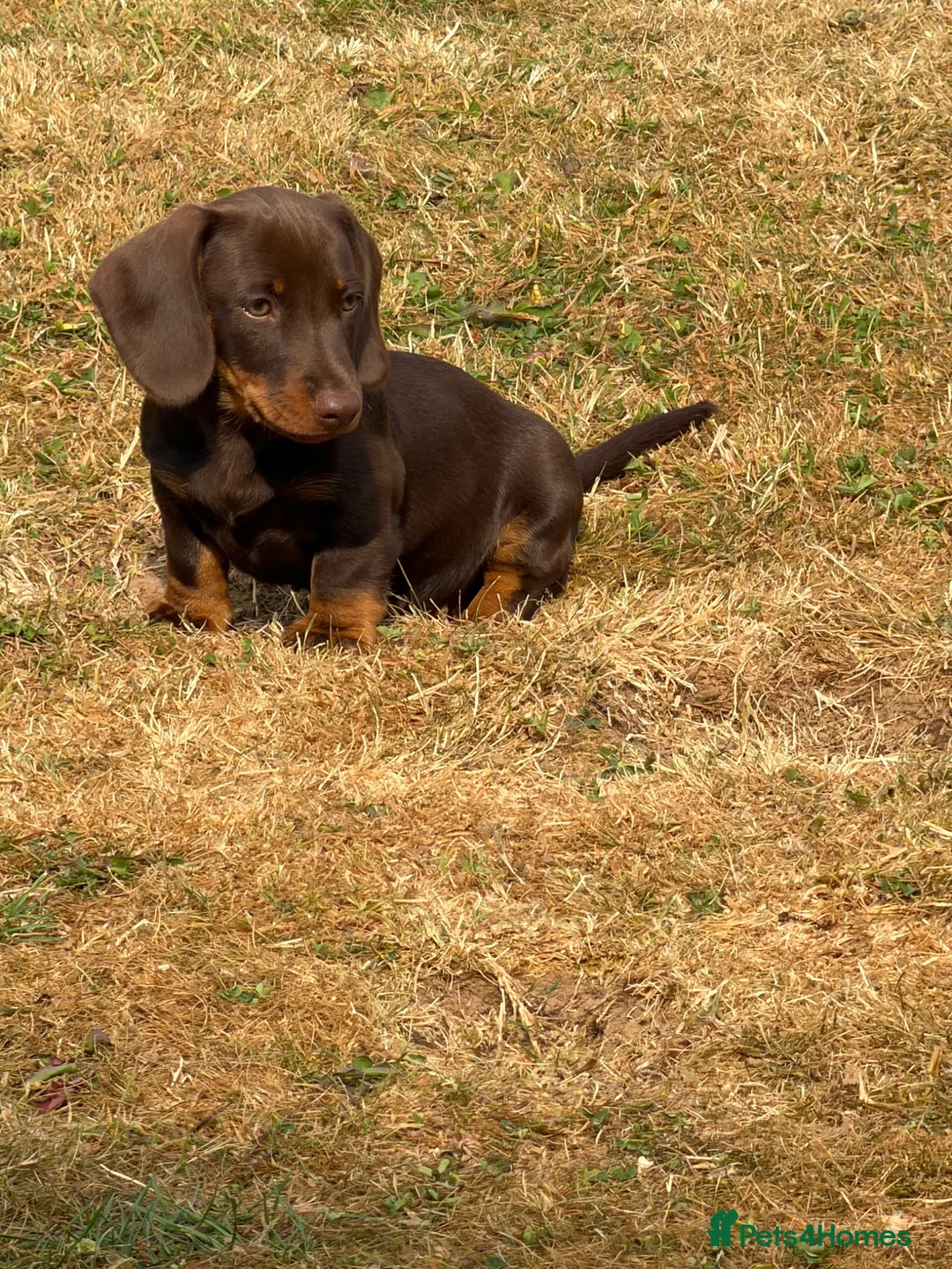 Dachshund dogs for sale: 3 Gorgeous puppies available  - Advert 2