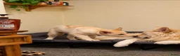 German Shepherd dogs for sale: White & black/tan German Shepherd only 2 left - Advert 2