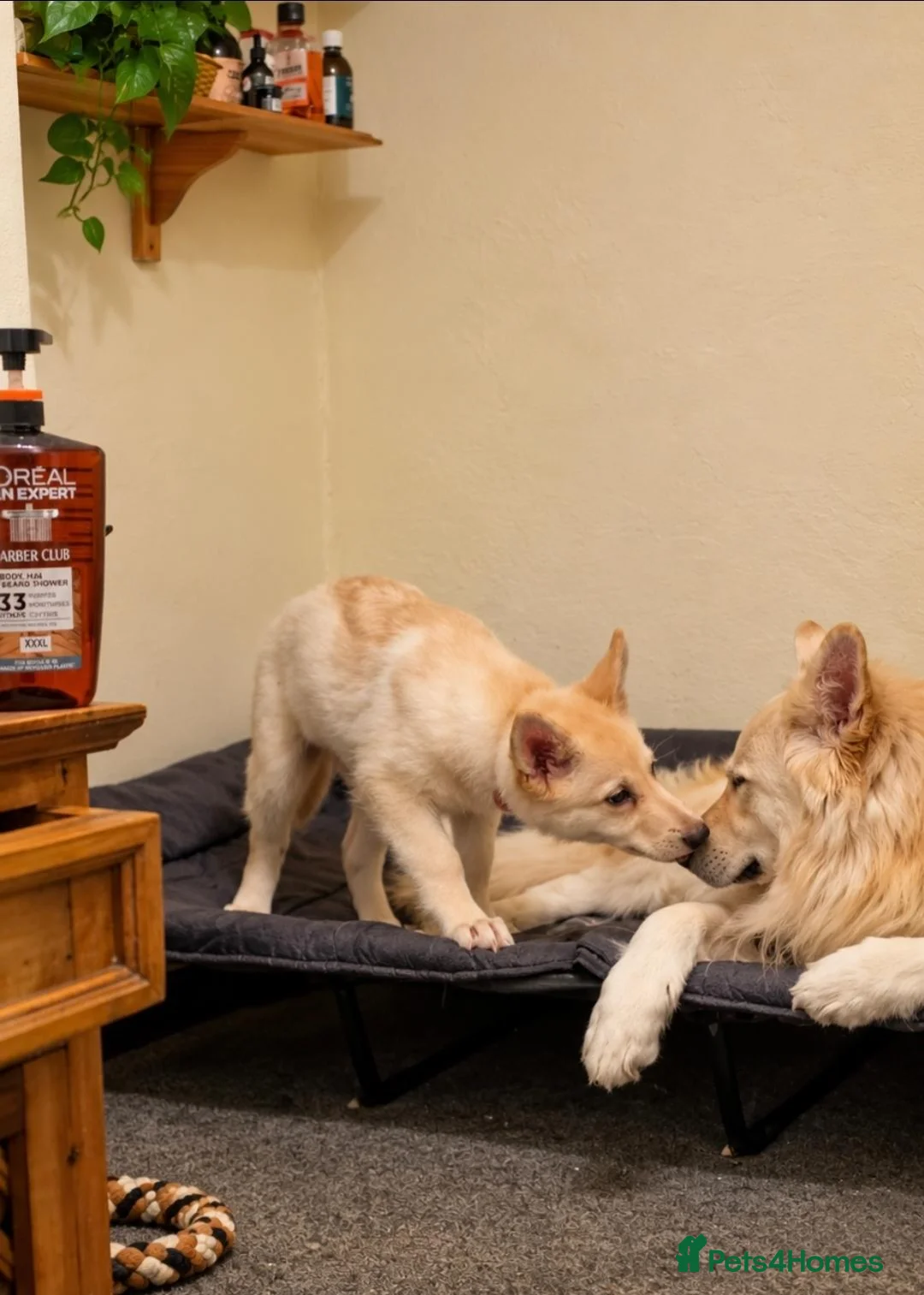 German Shepherd dogs for sale: White & black/tan German Shepherd only 2 left - Advert 2