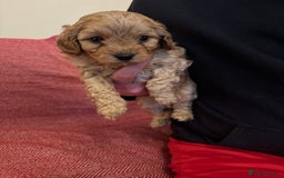 Cavapoo dogs for sale: Gorgeous F1 Cavapoo pups (1 male 1 female left)   - Image 11